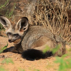 Bat-eared Fox (August 2019)
