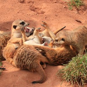 Meerkats (Agust 2019)