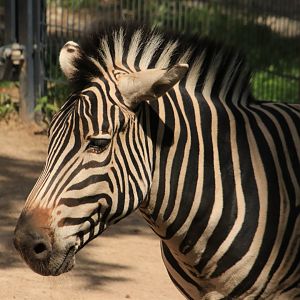 Plains Zebra (August 2019)