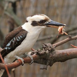 Laughing Kookaburra (August 2019)