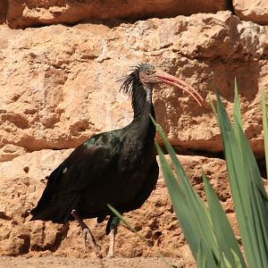 Northern Bald Ibis (August 2019)