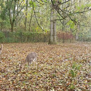 Southern mountain reedbuck