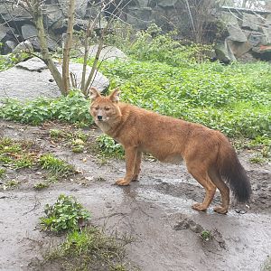 Chinese Dhole