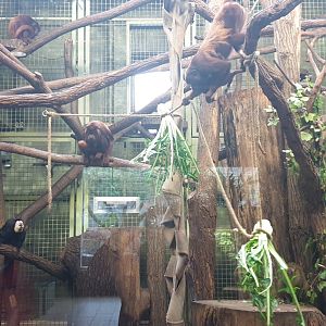 Red Howler Monkey, White-faced Saki, Azara Aguti, Lowland Paca exhibit