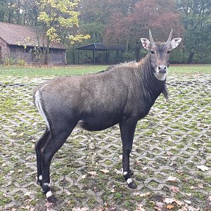 Nilgai