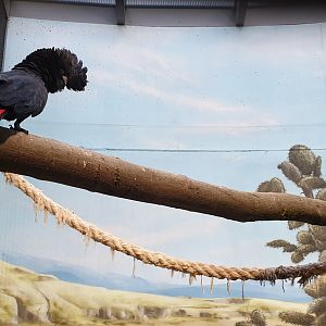 Red-tailed black cockatoo