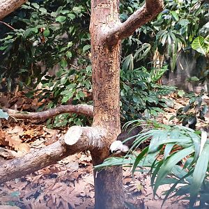 Sumatran laughingthrush