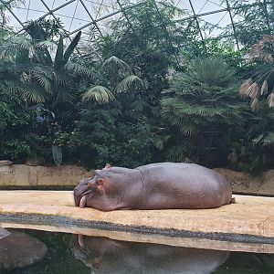 Hippo Dome