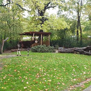Okapi, Red Duiker Enclosure