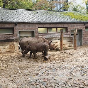 Black Rhino mother and calf