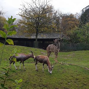 Greater Kudu, Blesbock, Springbok