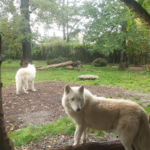 Arctic wolf