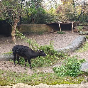 Lowland Anoa