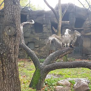 Eurasian Griffon Vulture