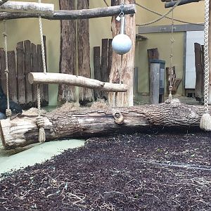 Western lowland gorilla, indoor