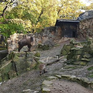 Himalayan tahr