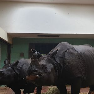Greater One-horned Rhino mother with calf