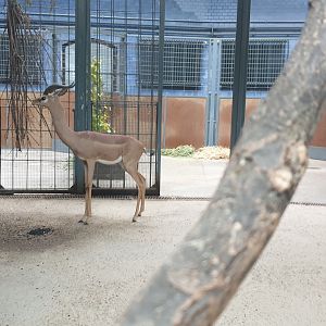 Southern gerenuk, Antelope House