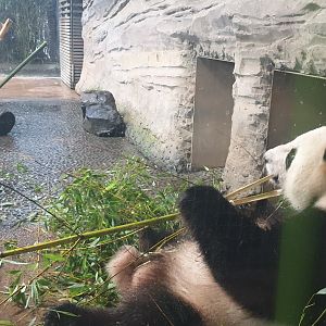Giant Panda