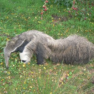 Giant anteater - 16 October 2019