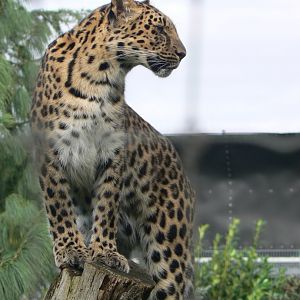 Amur leopard - 16 October 2019