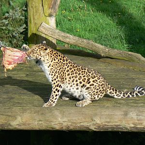 Amur leopard with lunch - 16 October 2019