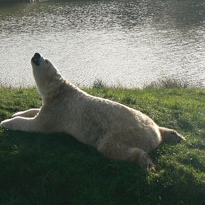 Polar bear - 16 October 2019