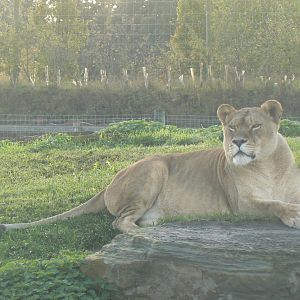 Lion - 16 October 2019