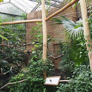 Toco toucan aviary, 2019-10-05