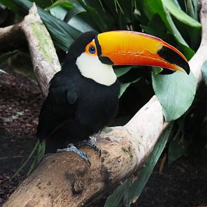 Toco toucan (Ramphastos toco), 2019-10-05