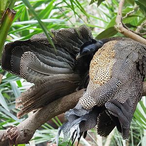 Malaysian great argus (Argusianus argus argus), 2019-10-05