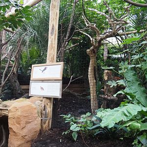 African crowned hornbill and Chinese bamboo partridge aviary, 2019-10-05