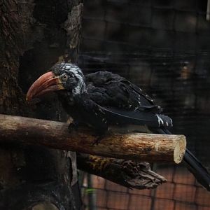 African crowned hornbill (Lophoceros alboterminatus), 2019-10-05