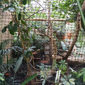 African crowned hornbill and Chinese bamboo partridge aviary, 2019-10-05