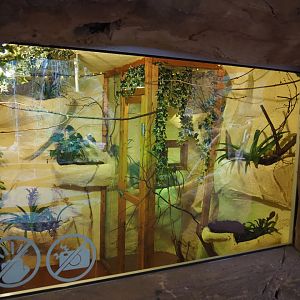 Amazilia hummingbird aviaries, 2019-10-05