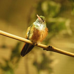Amazilia hummingbird (Amazilia amazilia), 2019-10-05