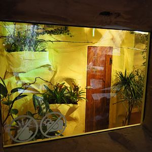 Amazilia hummingbird aviaries, 2019-10-05