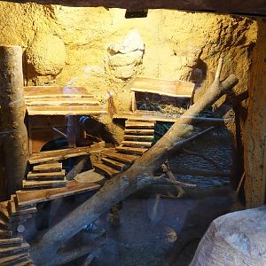 Chinchilla exhibit, 2019-10-05