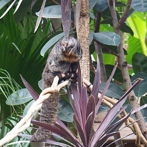 Female White-faced saki (Pithecia pithecia), 2019-10-05