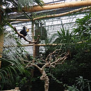 Wreathed hornbill aviary, 2019-10-05