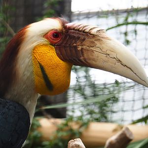 Male Wreathed hornbill (Rhyticeros undulatus), 2019-10-05