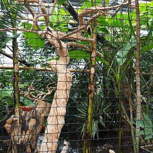 Papuan wreathed hornbill aviary, 2019-10-05