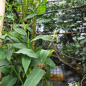 Papuan wreathed hornbill aviary, 2019-10-05