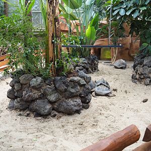 Aldabra giant tortoise paddock, 2019-10-05