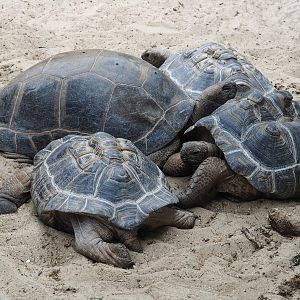 Aldabra giant tortoises (Aldabrachelys gigantea gigantea), 2019-10-05
