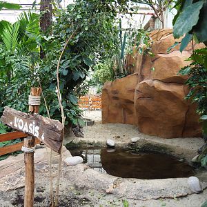 Aldabra giant tortoise paddock, 2019-10-05