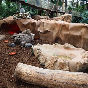 Big hairy armadillo exhibit, 2019-10-05