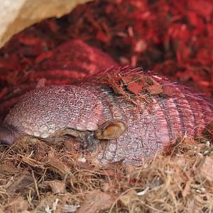 Big hairy armadillo (Chaetophractus villosus), 2019-10-05