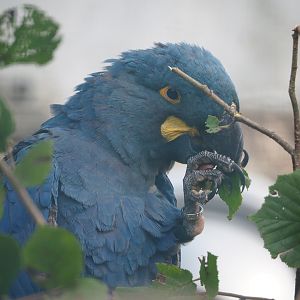 Lear's macaw (Anodorhynchus leari), 2019-10-05