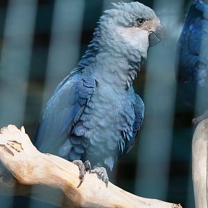Spix's macaw (Cyanopsitta spixii), 2019-10-05